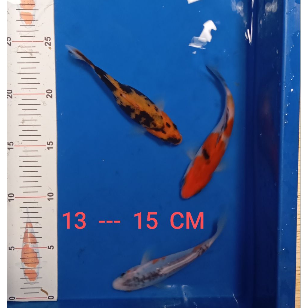ikan koi Blitar paket MIX (Hana ShUSui, sanke dan ki showa)