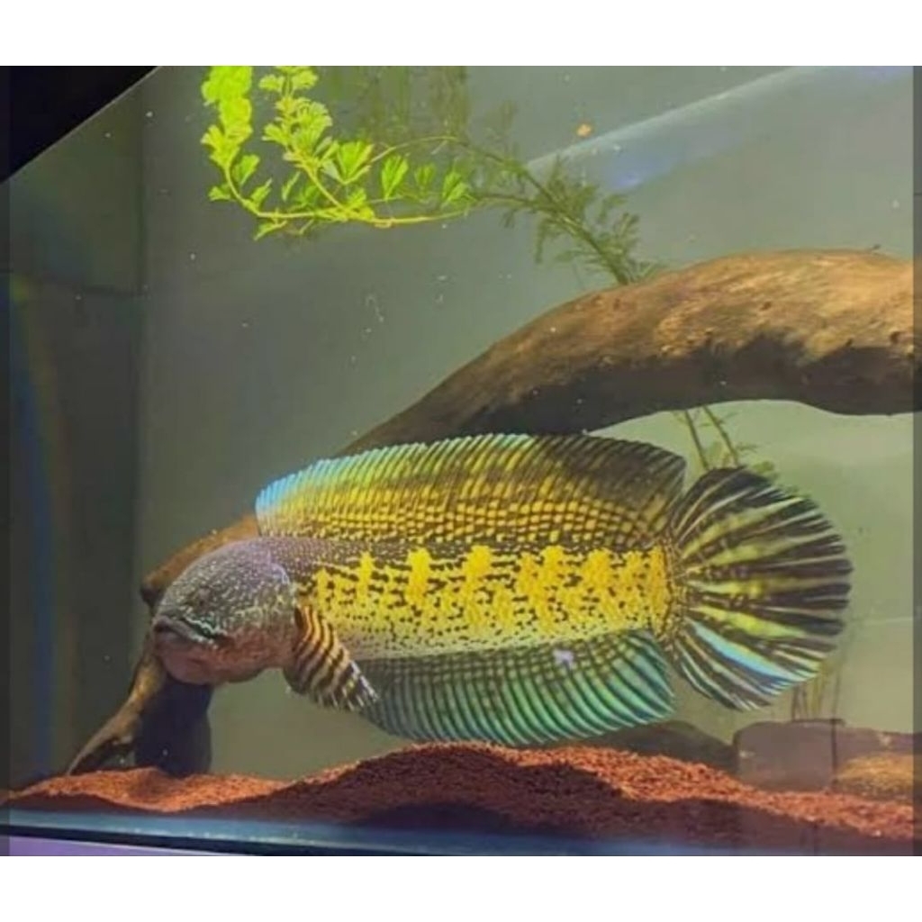 Auranti cb gondrong size 3-6cm