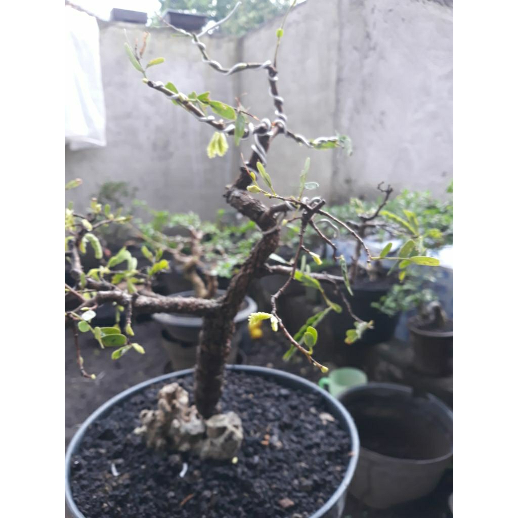 Bonsai Bahan Asem jawa