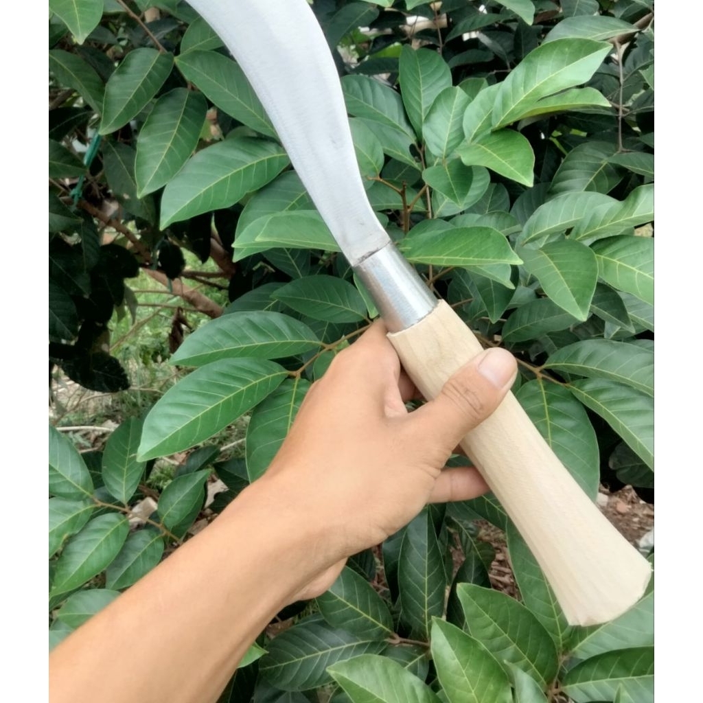 arit rumput baja super tajam original Madura Arit Ramban,arit rumbas, arit babat, gagang tembus kuat