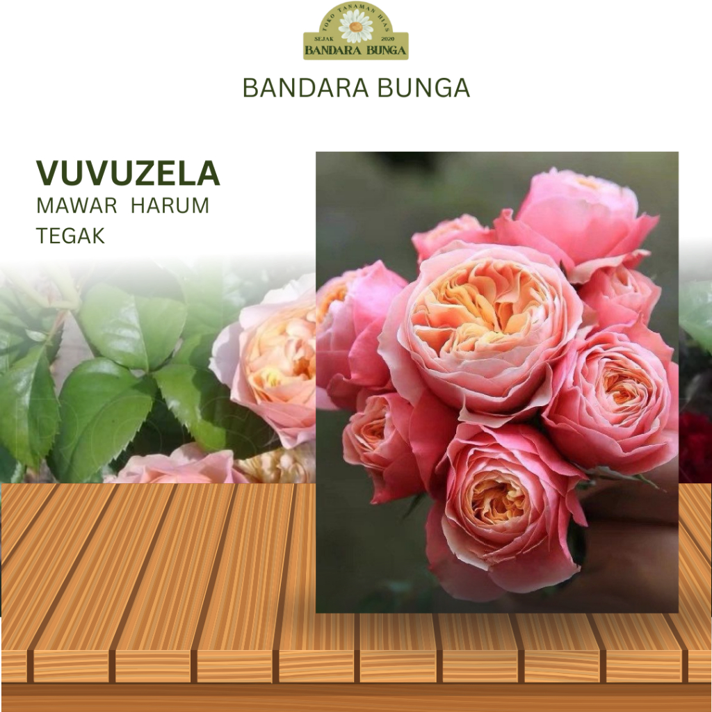Bunga Mawar Import VUVUZELA mawar import orange mawar wangi