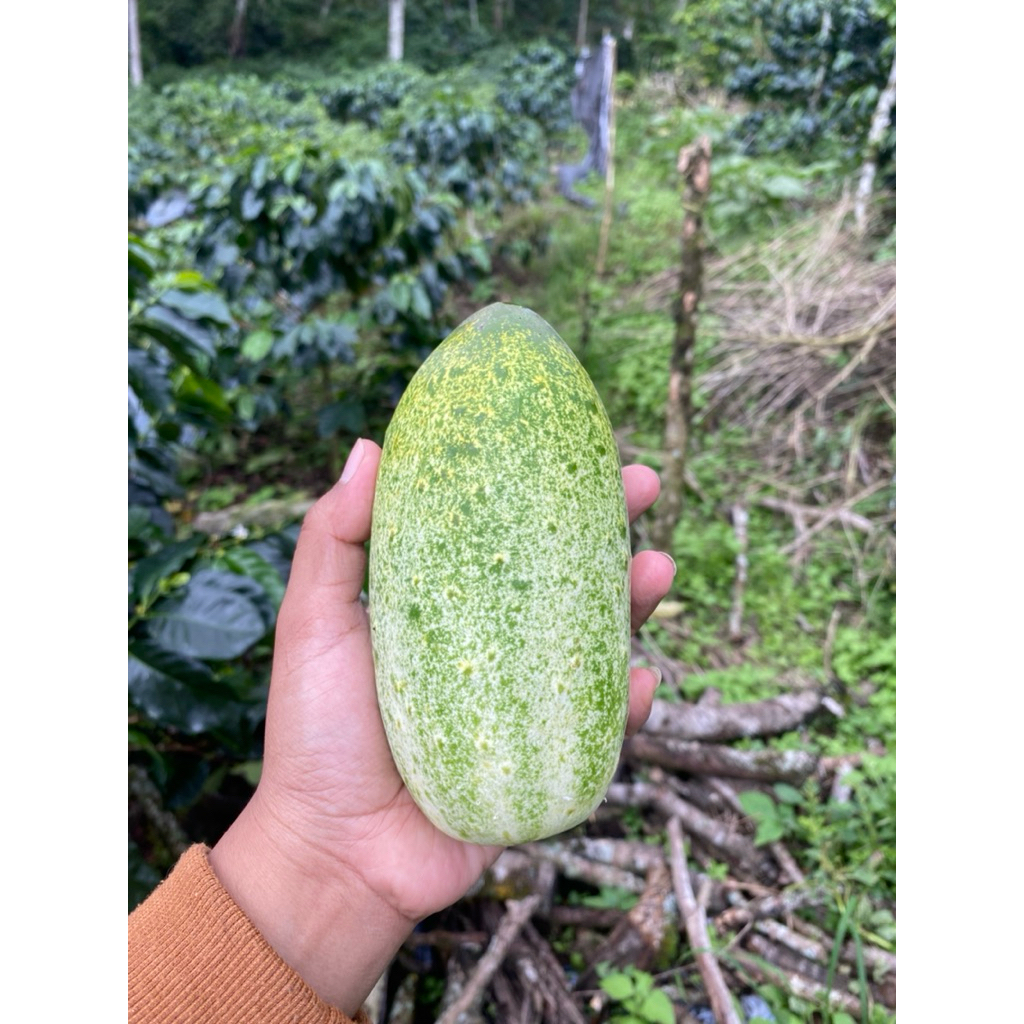 bibit timun lokal (timun aceh)