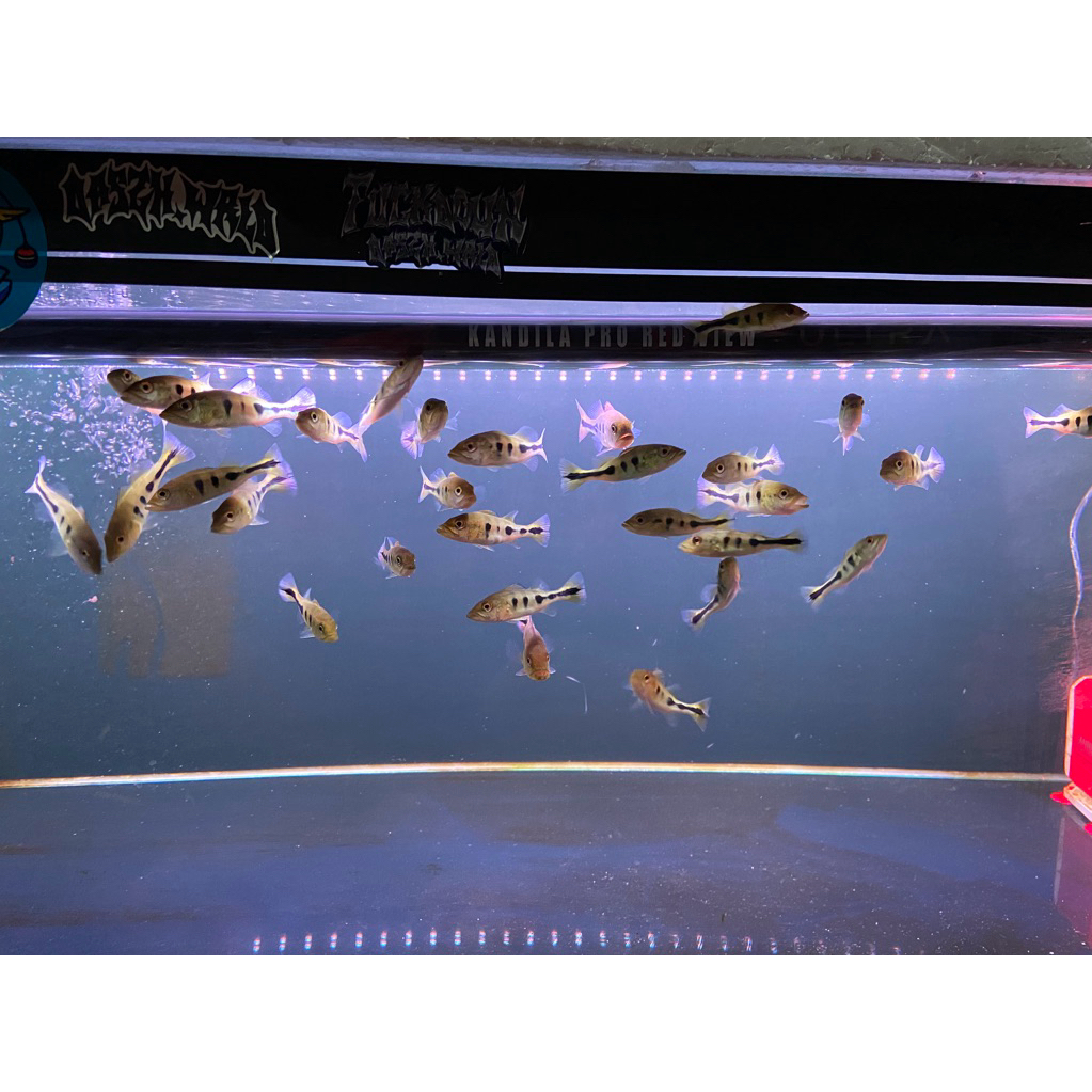 PBASS MONO 9-10CM  PELET