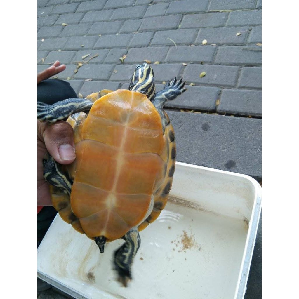 Miniatur Red Belly Nelsoni(RBN) cerah