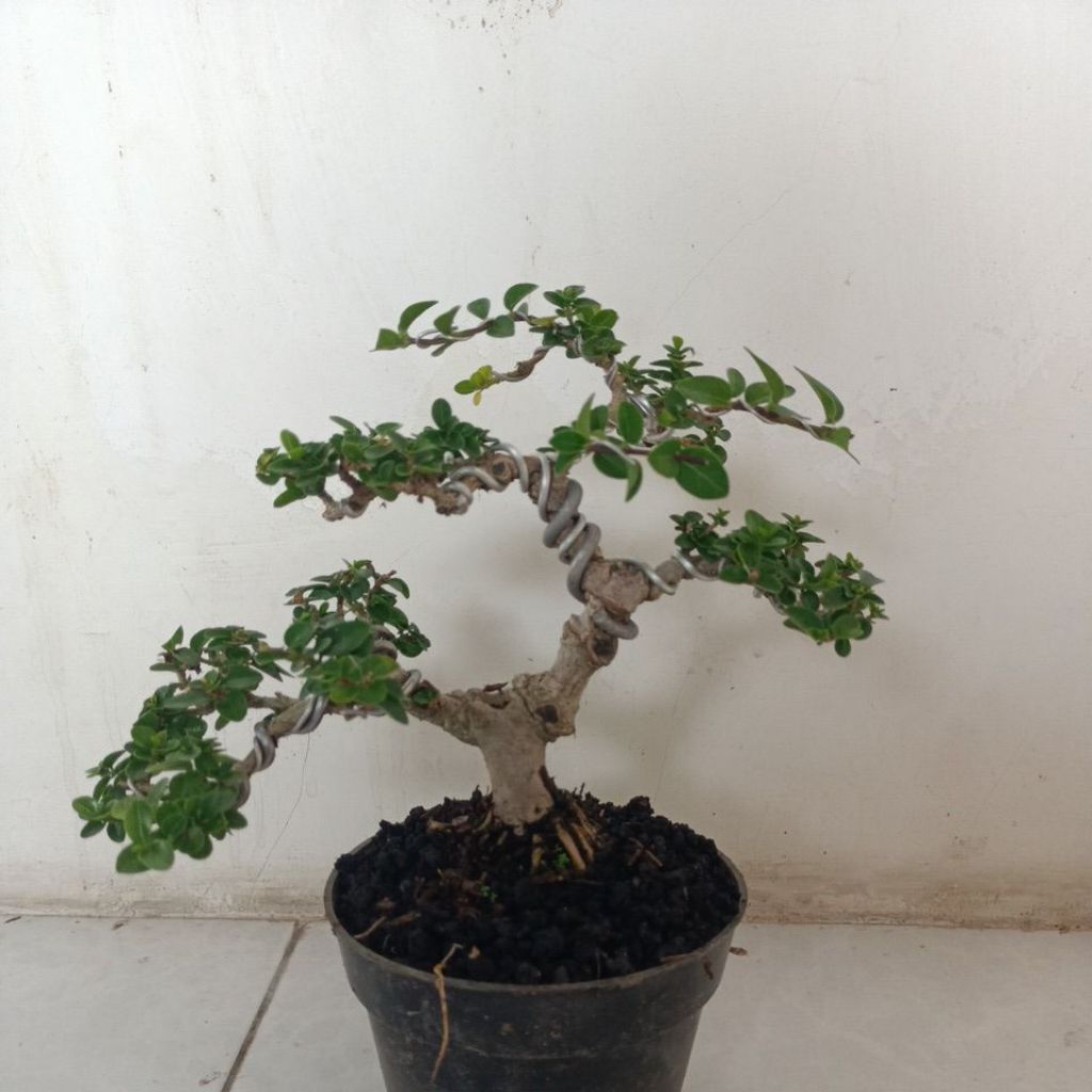 bonsai Sancang sudah jadi