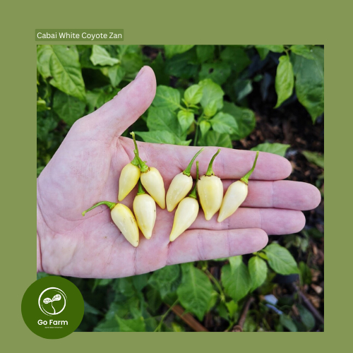 Benih Bibit Cabai White Coyote Zan 5 Biji