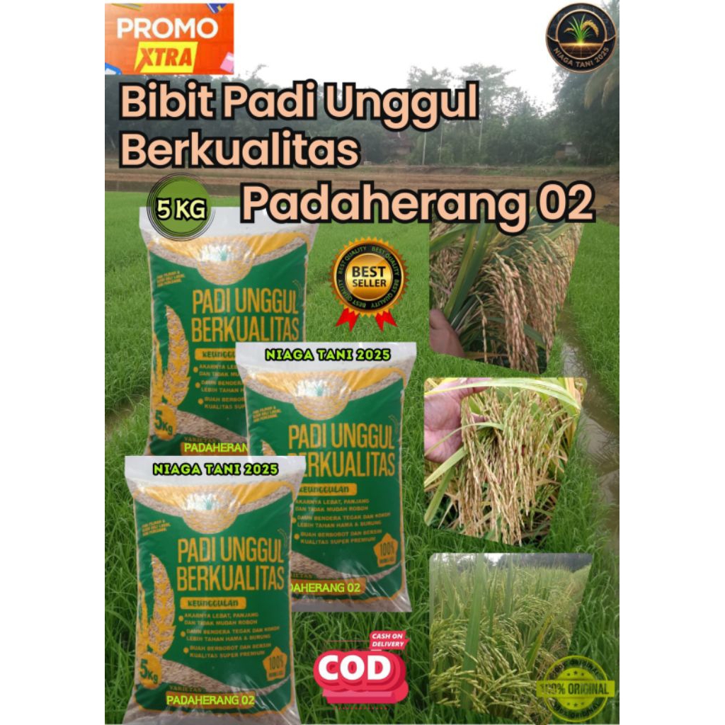 padi unggul kemasan 5kg padaherang 02