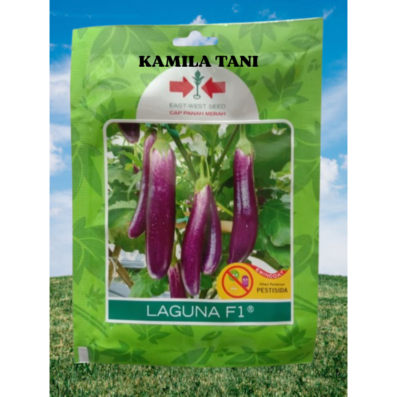 Benih Terong Ungu Terong Laguna | isi 400 btr