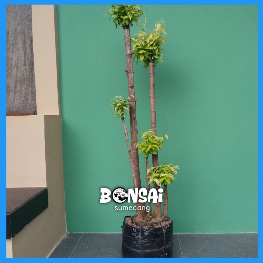 BONSAI ANTING PURTI 1 METER UP 3 TRAP / BONSAI JALITRI BINTAOS MENTAOS
