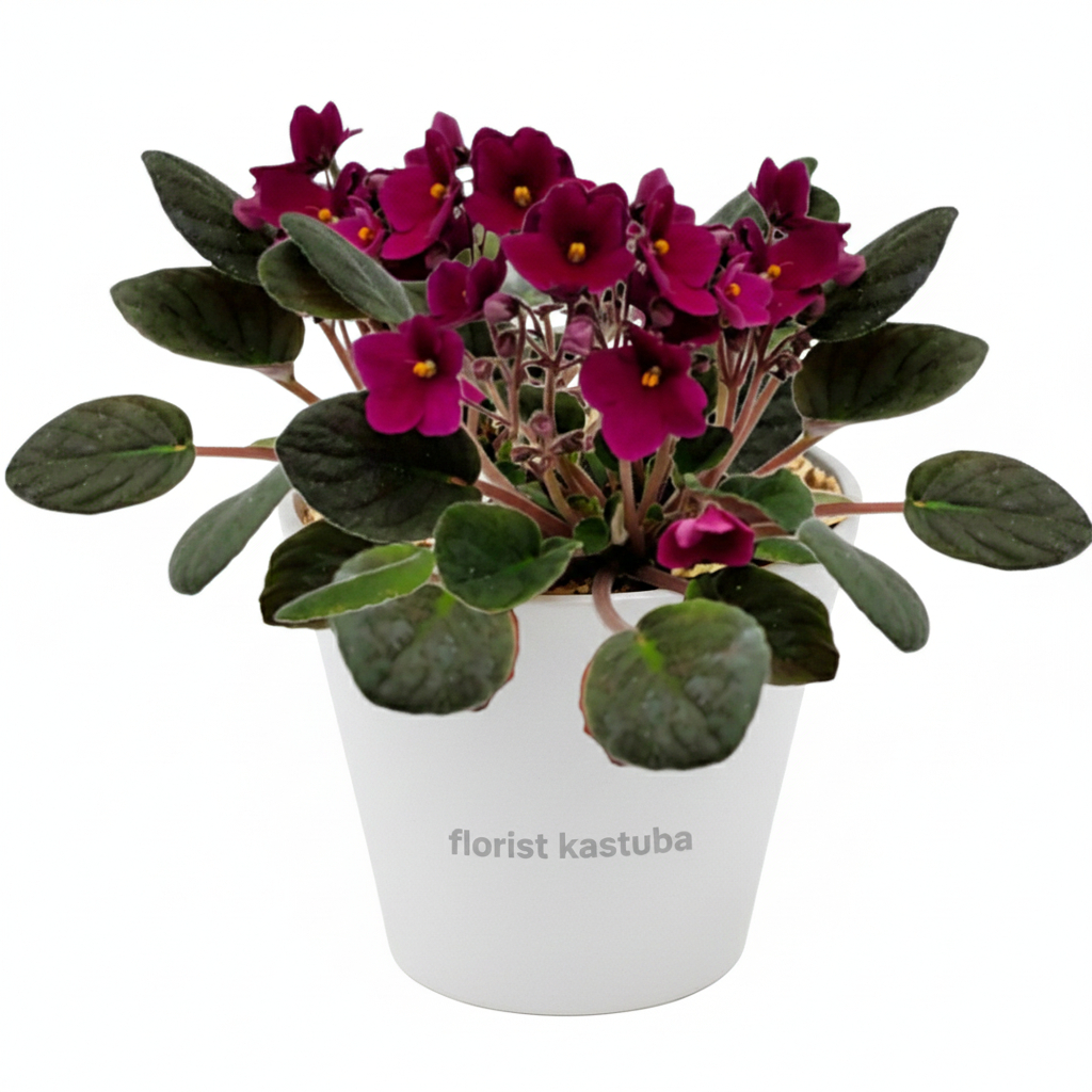 Tanaman Violces Merah Bunga Imut Harga Murah Meriah