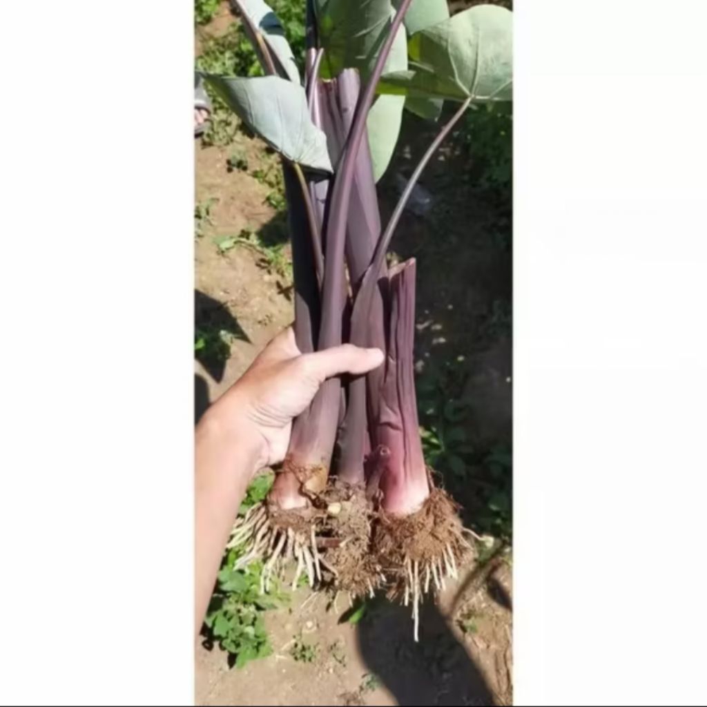 Murah talas merah sayur lompong