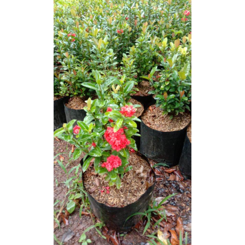 Tanaman Asoka india_Bunga soka India