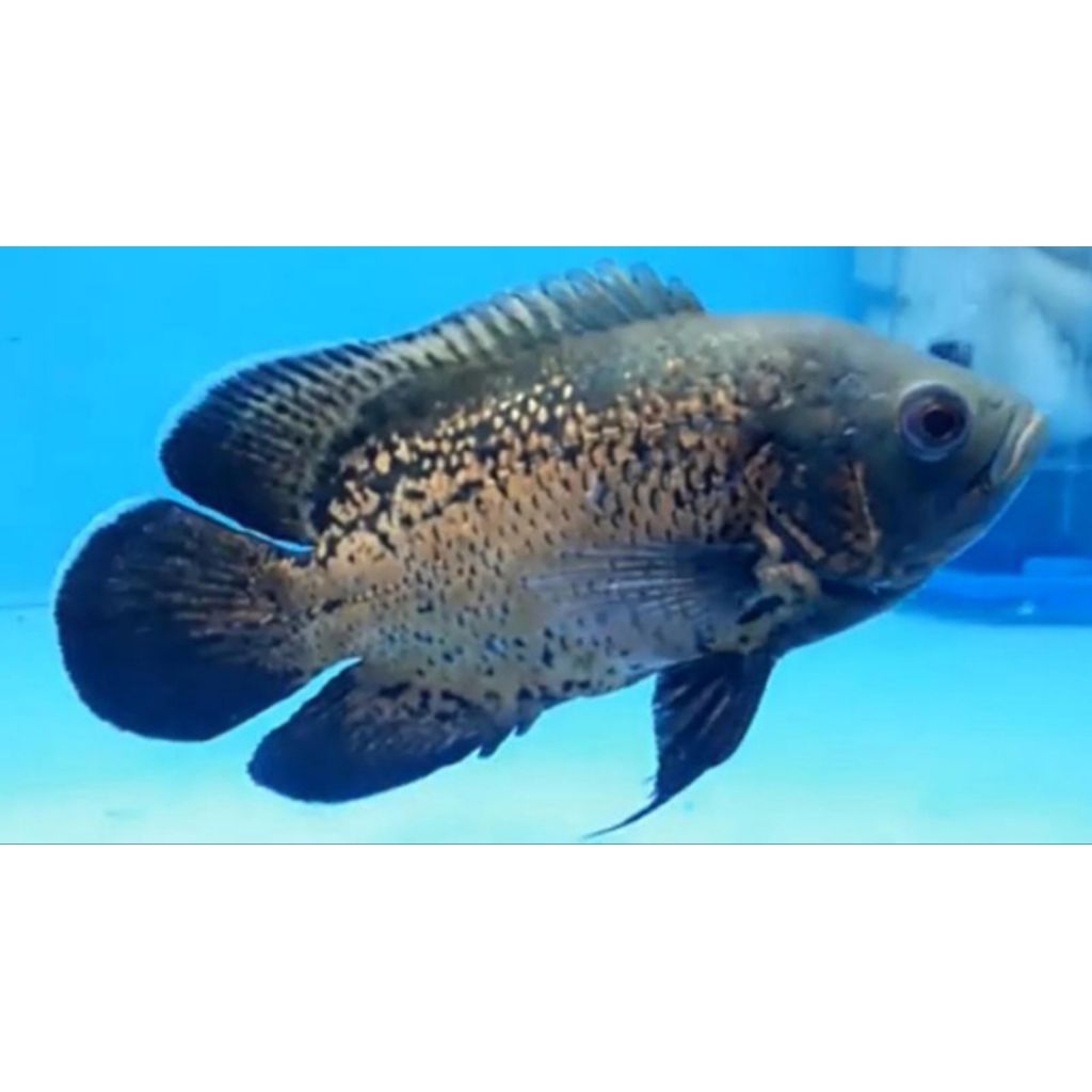 oscar tembaga 3 jarian