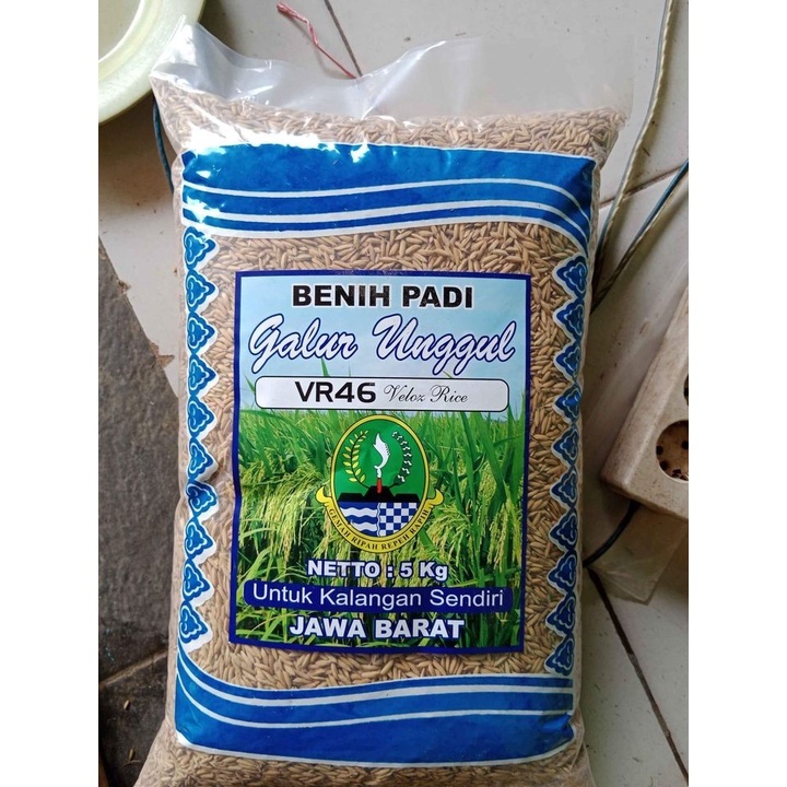 Biji Padi Galur Padi VR46  Bibit Padi VR 46 5kg