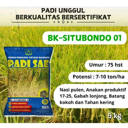 BK SITUBONDO 01 BIBIT PADI GENJAH 75 HST BERSERTIFIKAT