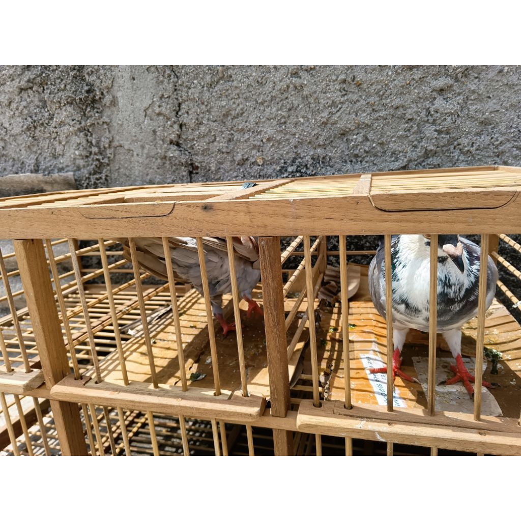 burung dara cowoan jantan satuan sehat