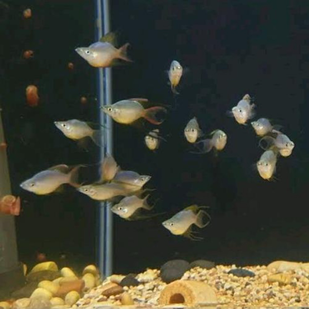 ikan hias aquascape irianterina balon size kecil