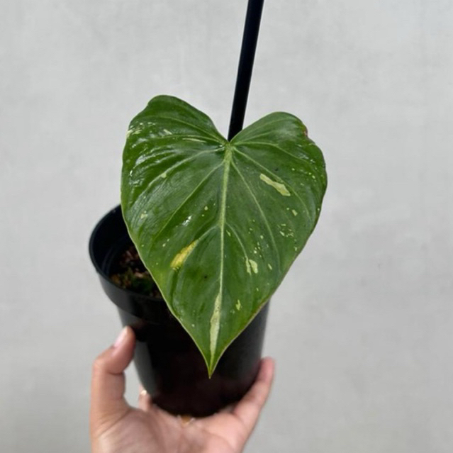 Tanaman Hias Philodendron Gloriosum Tricolor Variegata / Philodendron Gloriosum Varigata Tricolor