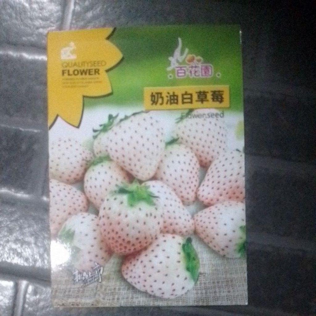 Benih Baihuayuan Strawberry putih import