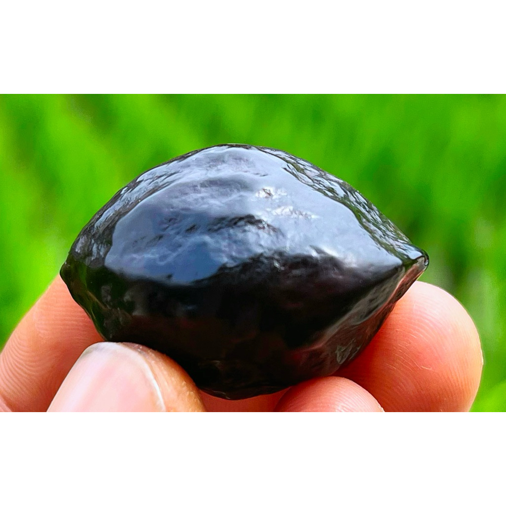 muncang kemiri jenis aduan jawa si isolator