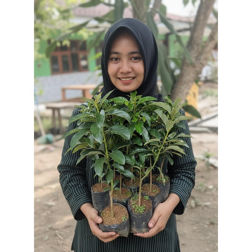 WARUNG BIBIT Bibit Alpukat Miki Unggul Siap Tanam unggul