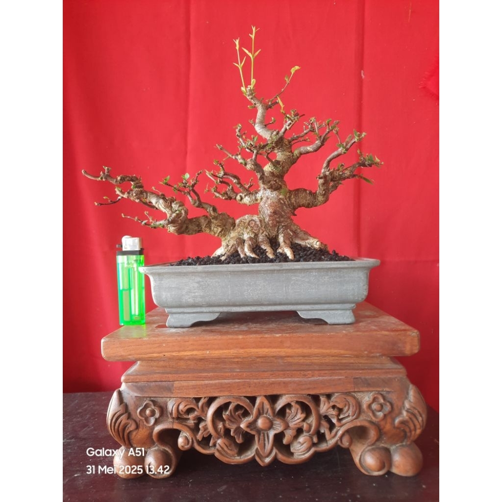 bonsai anput small
