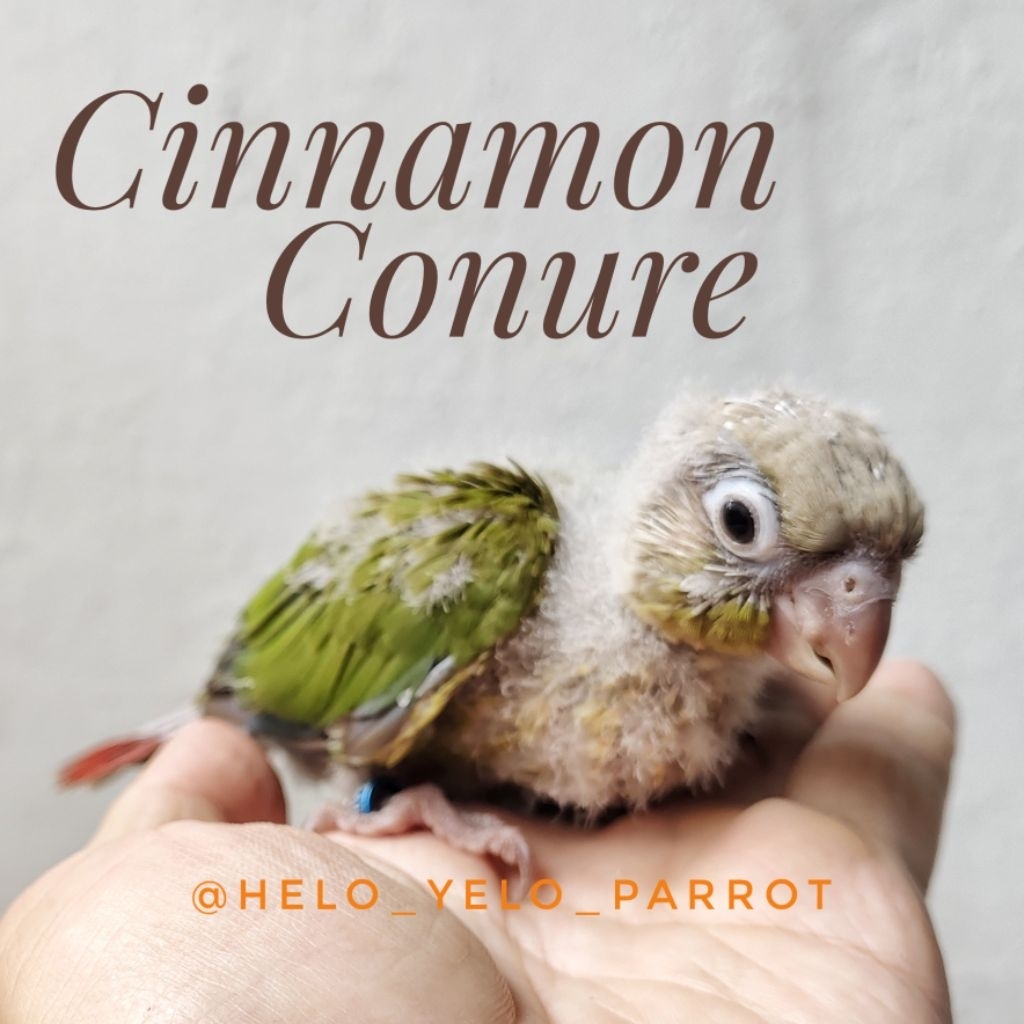 Cinnamon Conure