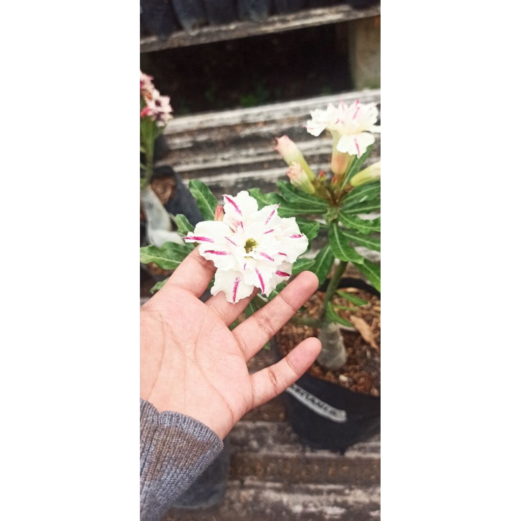 Adenium ID Britania Sudah Berbunga Bunga Tumpuk