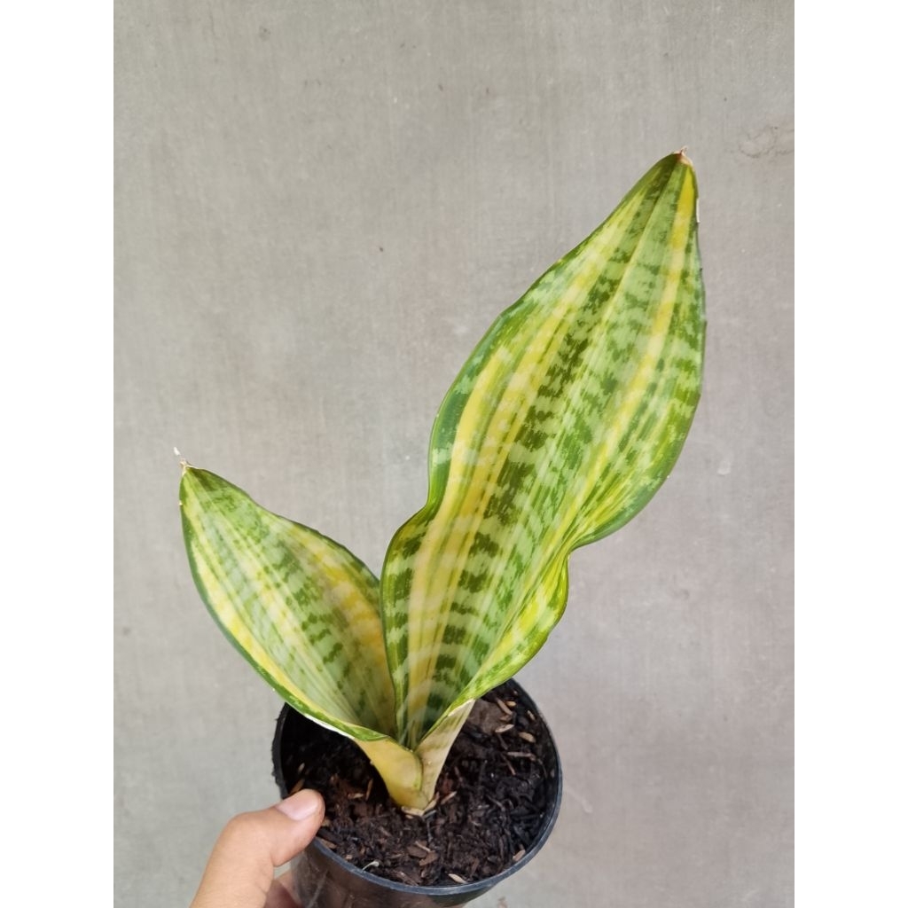 sansivera futura hendrika/golden asahi tanaman hias unik koleksi ekonomis