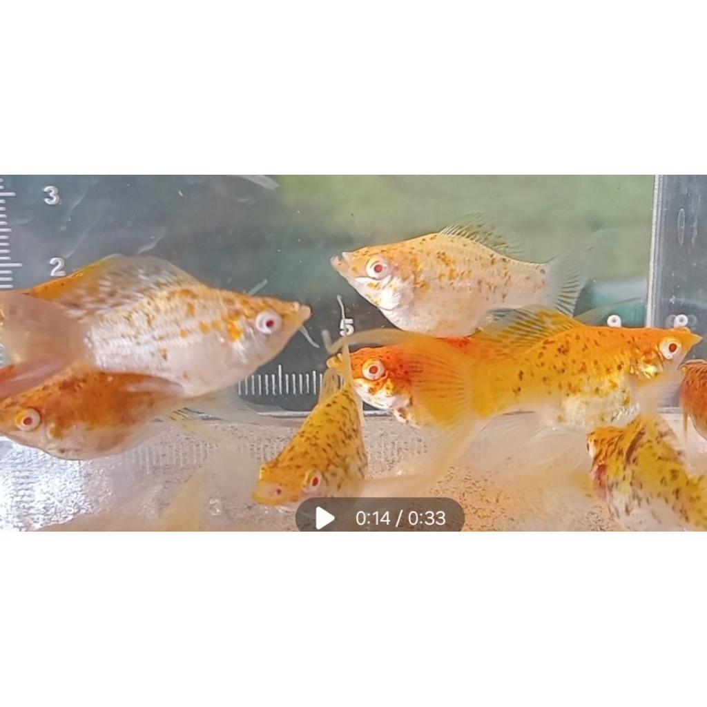 molly albino balon golden marbel chocolate lyretail (produk masih premium)