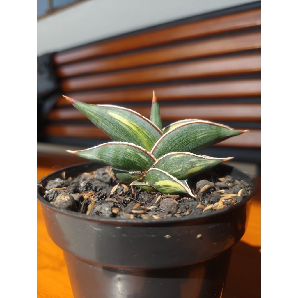 Sansevieria Rorida Varigata