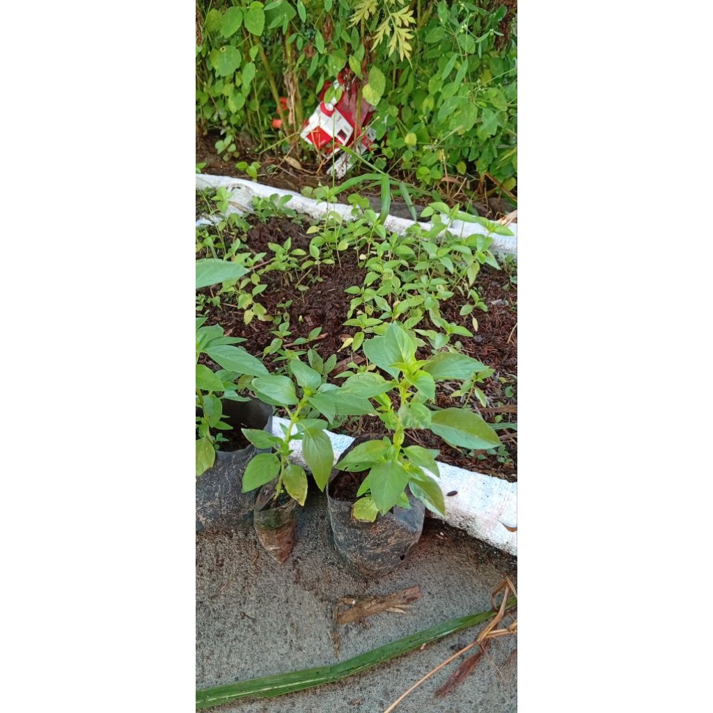 Bibit Kemangi Super "ASR FARM"