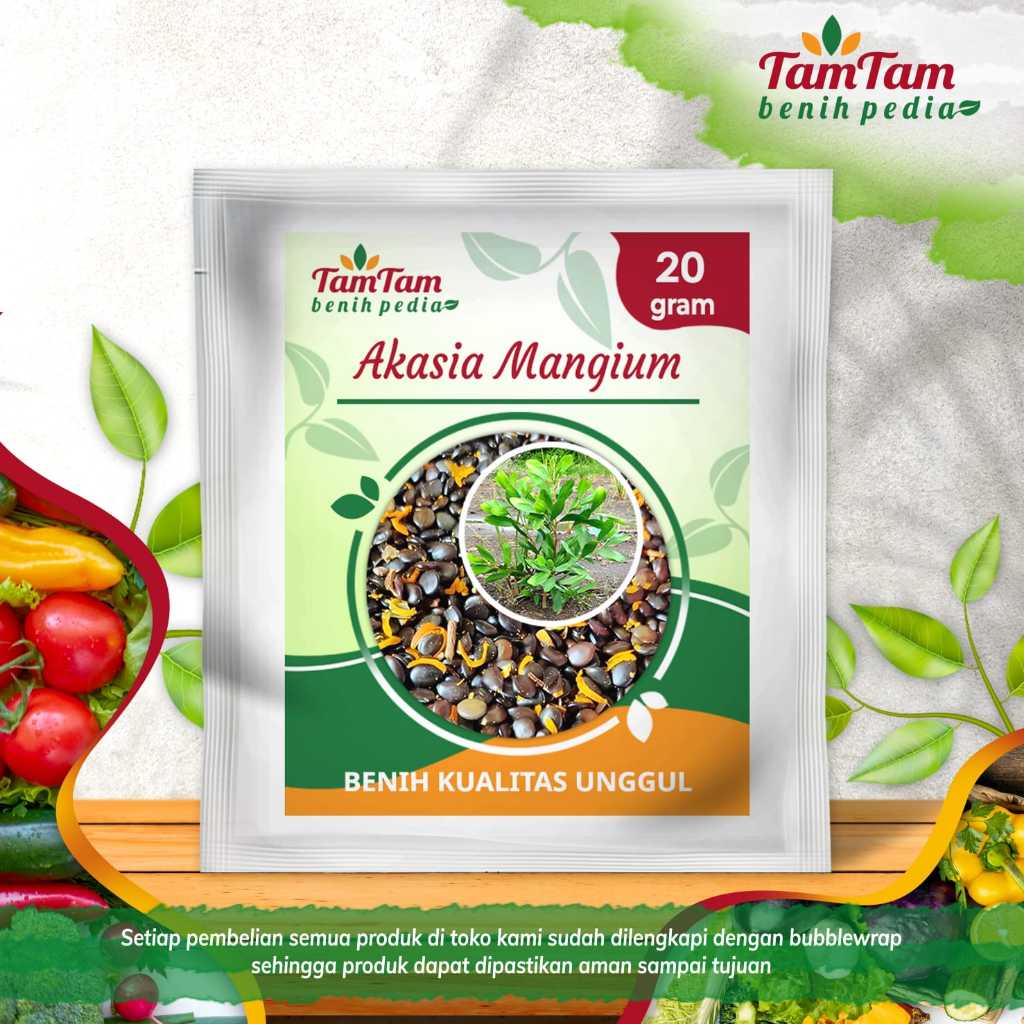 20 gram biji Benih Akasia Mangium Super , benih pohon akasia mangium