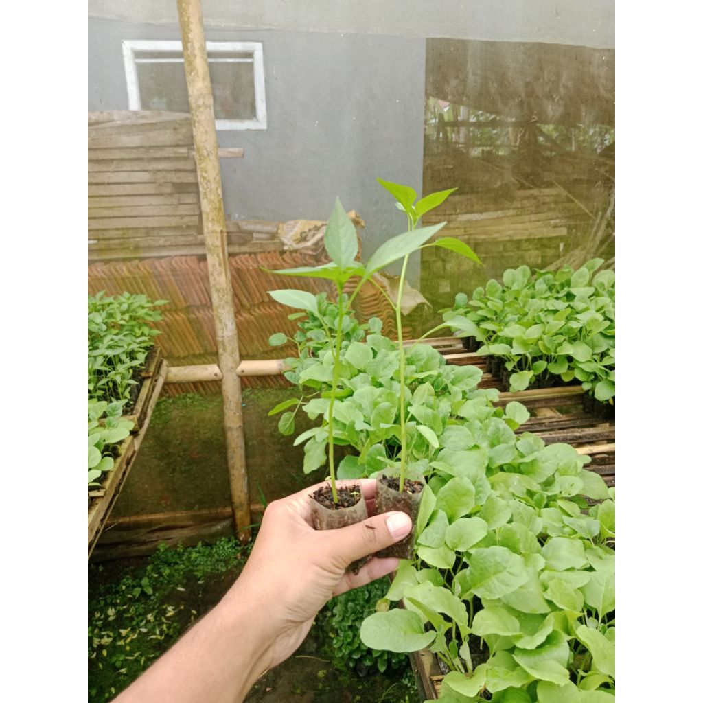 (10 POHON) BIBIT CABE MERAH SIAP TANAM - BIBIT CABE MERAH BESAR SIAP TANAM - BIBIT CABAI MERAH BESAR