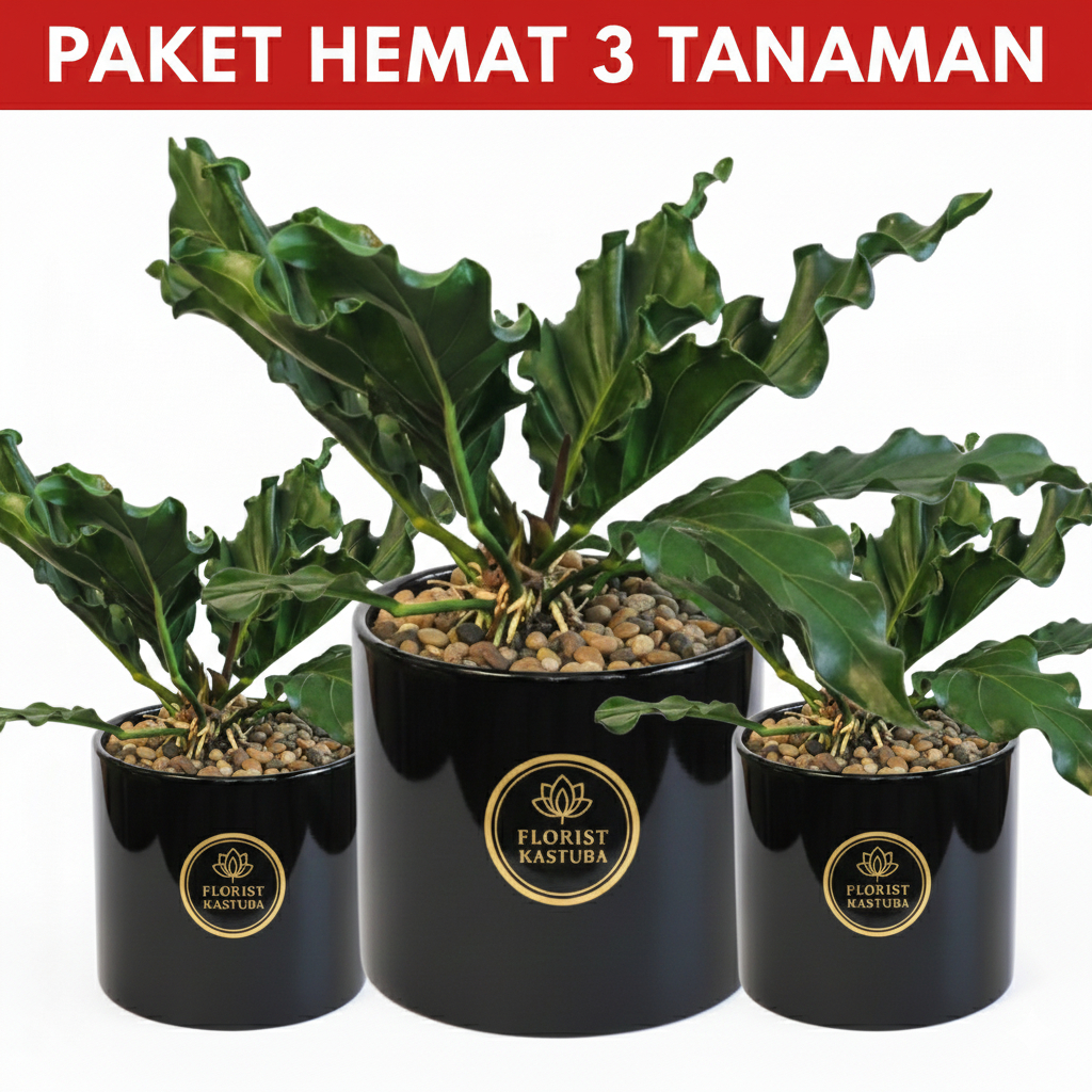 Paket viral 3 tanaman pohon anthurium gelombang cinta harga murah