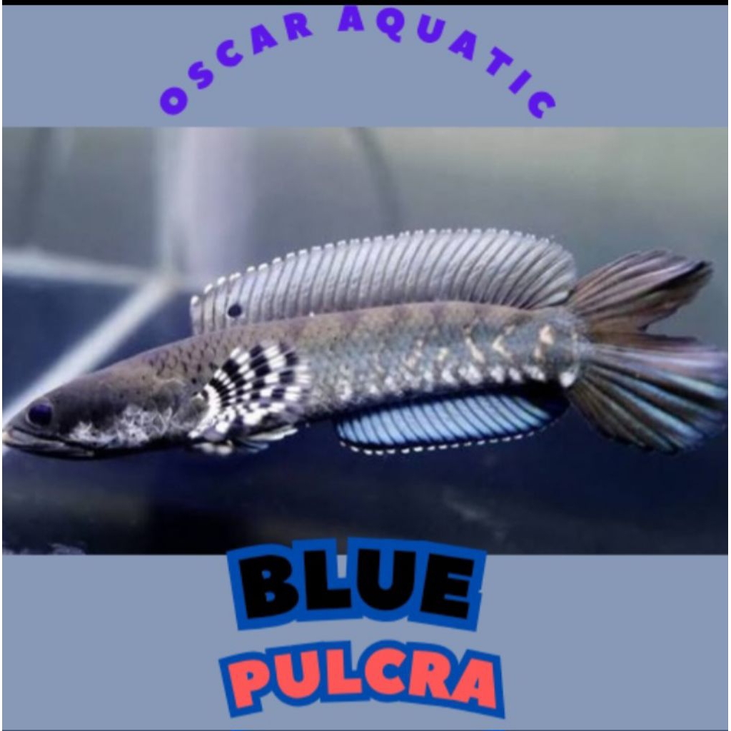 DEKORASI air B. PULCRA 6-7 CM