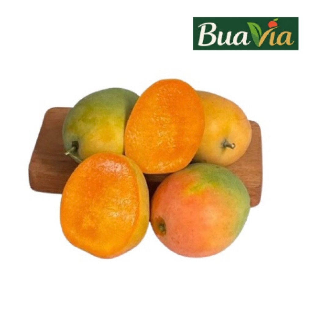 MANGGA GEDONG GINCU SUPER QUALITY