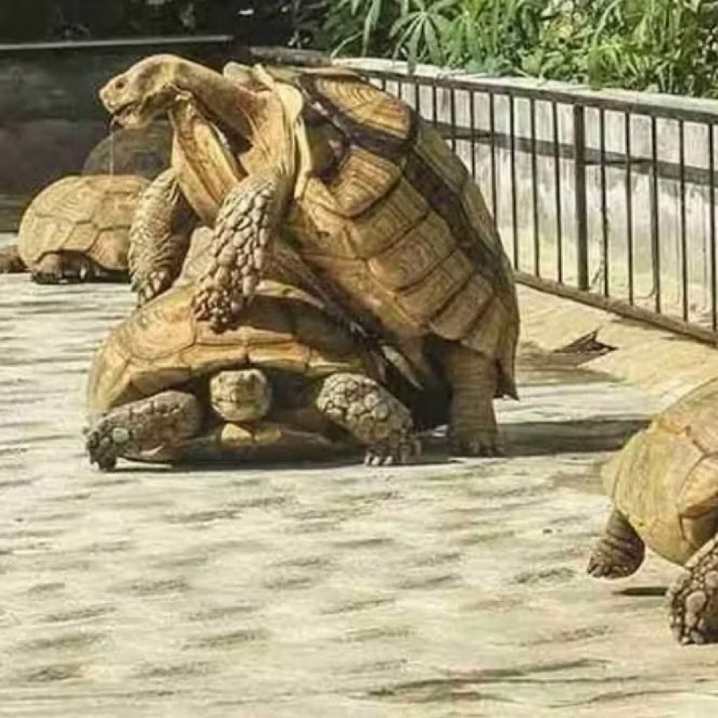 promo 1 telur Kuraakura Darat sulcata dijamin menetas