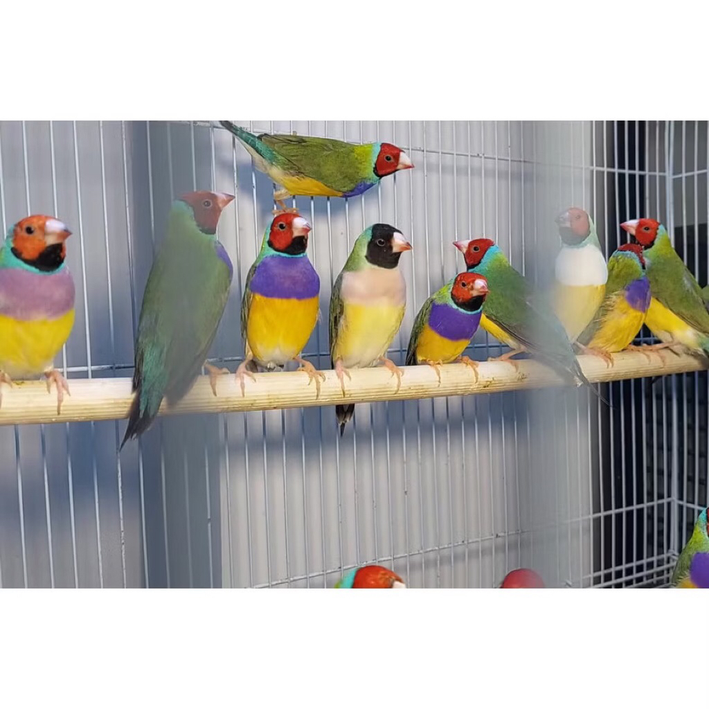 Burung Gould Amadine Finch Punggung Hijau Satuan pilihan