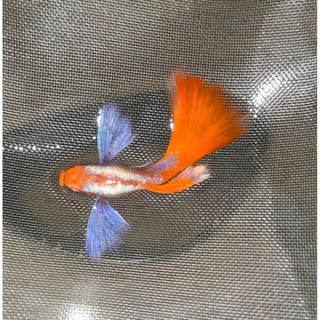 stiker dekorasi aquarium albino PRTDE Koi