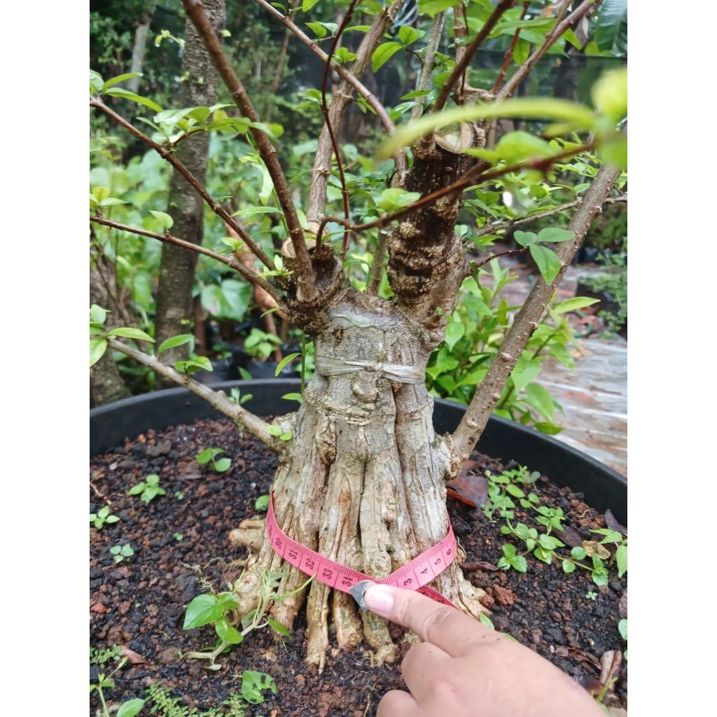 Bonsai bahan anting putri prokar tahapan bagus besar