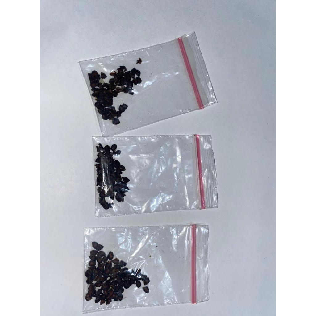 biji bibit cabe gendot/ bibit cabe gendot/ bibit cabe viral dieng