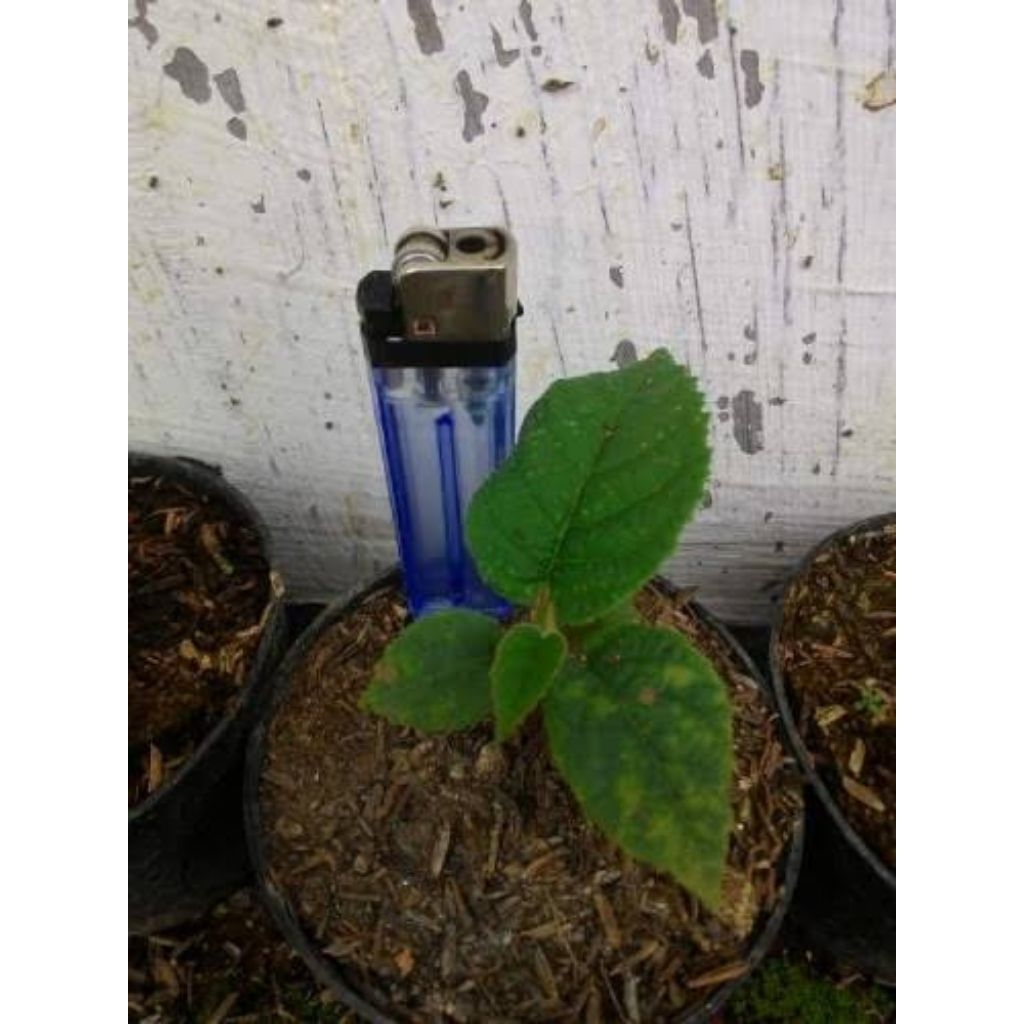Bibit Kiwi SunGold New Zealand Siap Berbuah