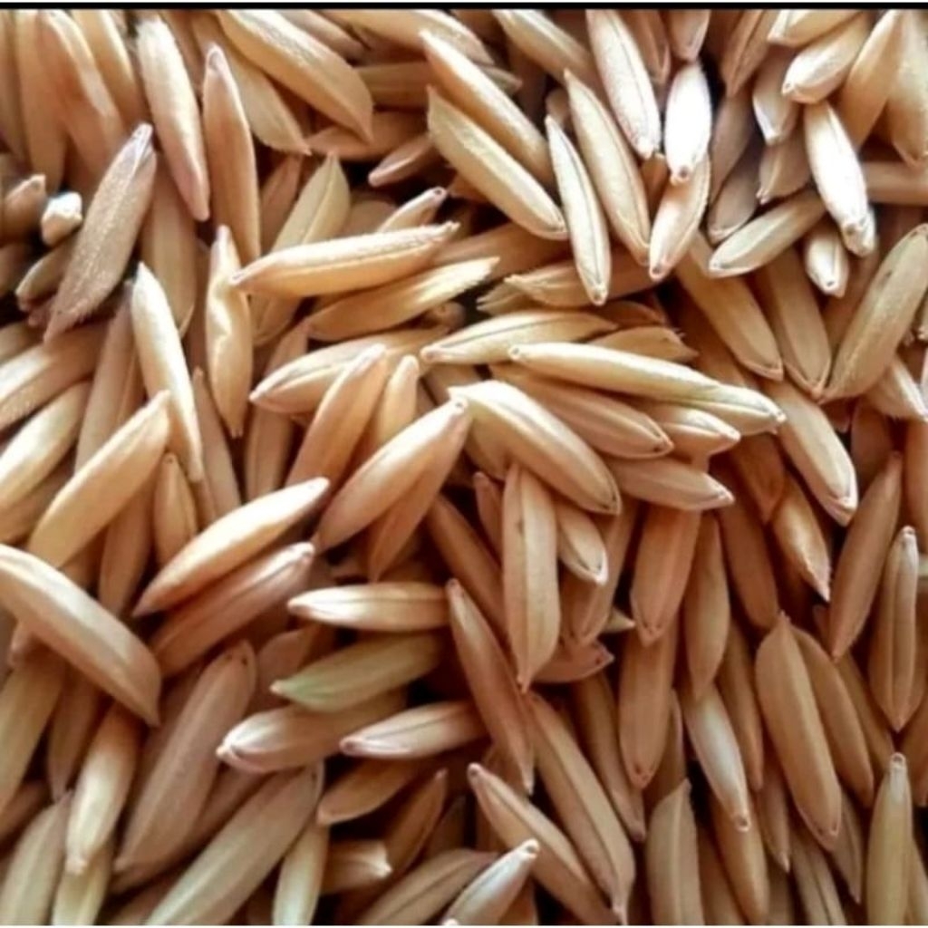 BENIH PADI BASMATI 1KG (Basmati/Baroma 1121)