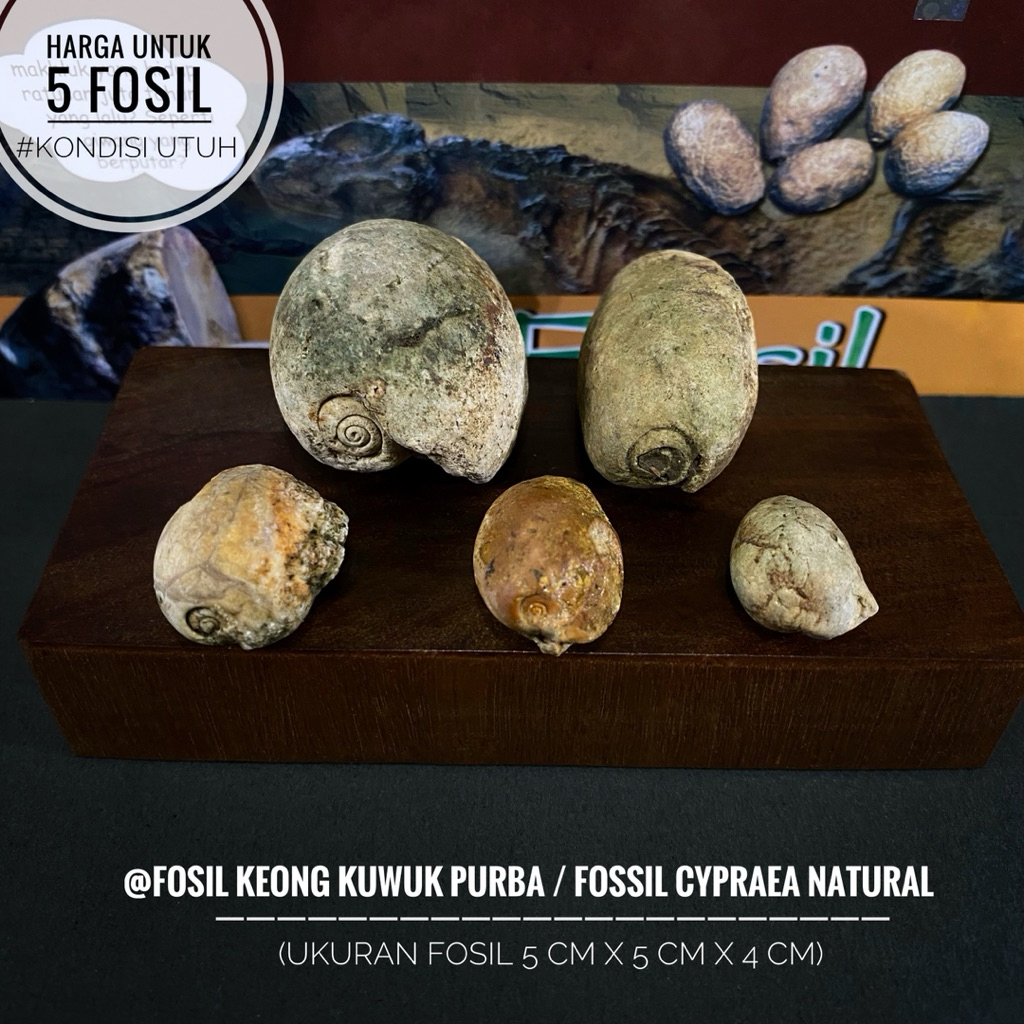 Fosil Kuwuk Purba Natural A20 atau Fossil Cypraea Annulus atau Fosil Kerang Temuan atau Fosil Kol Bu