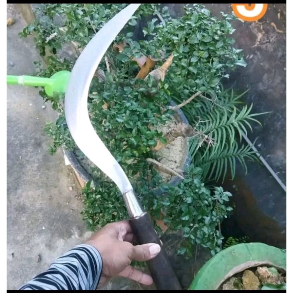 arit rumput asli dari Madura