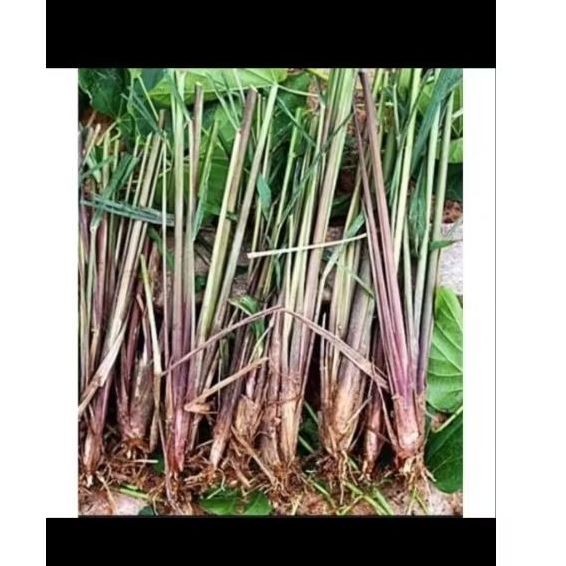 Bibit sereh merah/ sereh wangi 1 kg