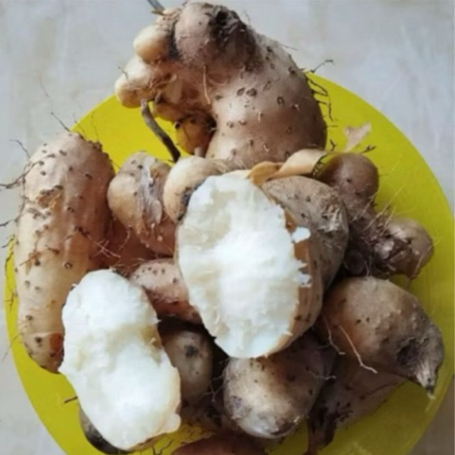 UBI GEMBILI 1KG/UBI GEMBILI KETAN PULEN KENYAL/UBI GEMBILI MENTAH/UBI GEMBILI MURAH/UBI MBILI/UMBI G