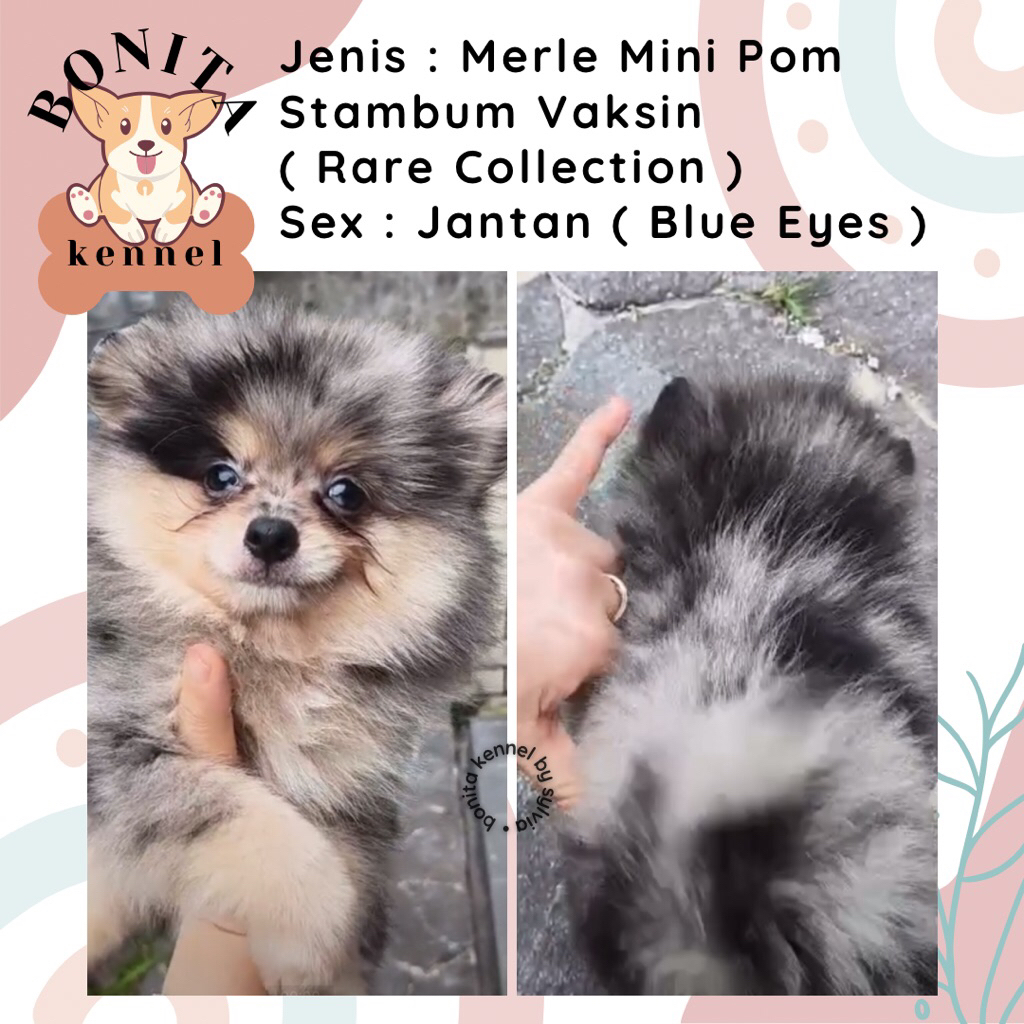 Merle Super Mini Pomeranian Stambum Jantan Betina Anakan Anjing Mini Pom Minipom