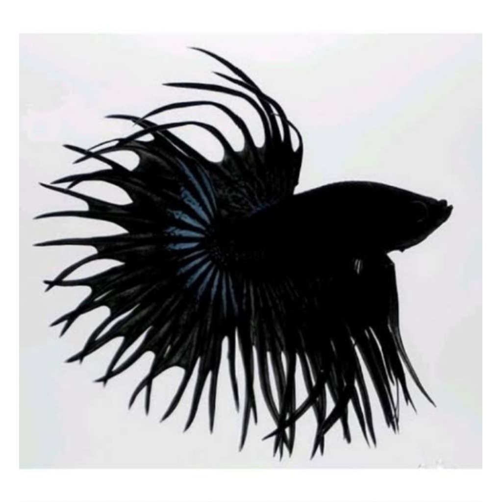 ikan, cupang berbagai jenis